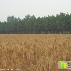江苏沭阳供应小麦即将丰收