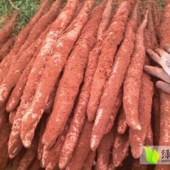 广西合浦淮山药：七里香张炳宽