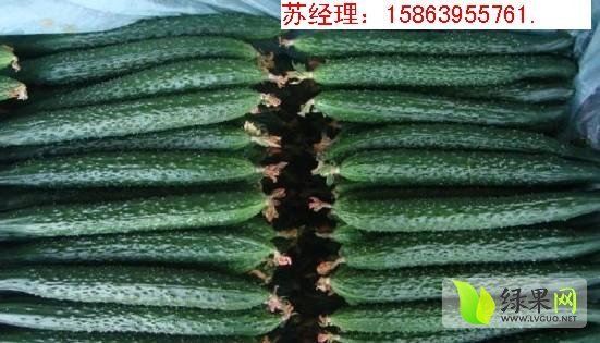 2014年山东兰陵德瑞特721黄瓜价格