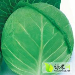 湖北钟祥米亚罗甘蓝：胡集镇李先生