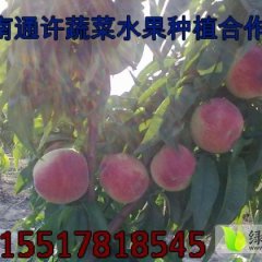 河南通许突围桃即将成熟上市