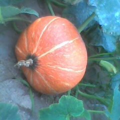  内蒙产地供应日本南瓜 7月下旬开始上市