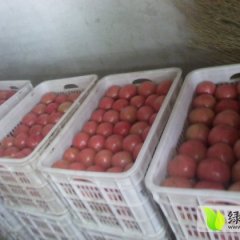 河北昌黎硬粉西红柿口感好，果型正