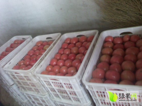硬粉价格