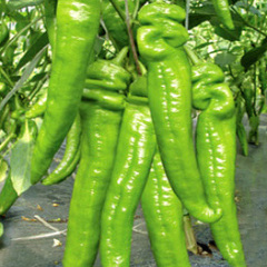 山东青州隴威尖椒 果皮厚耐运输