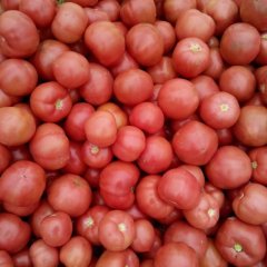 山东费县金鹏：薛庄镇范存宝