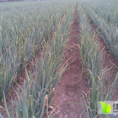 长期供售大葱。