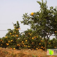 湖南石门柑橘9月中旬开始上市