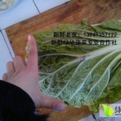 河南新野蔬菜基地直供价格最优