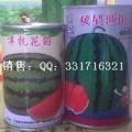 河南通许种植大面积西瓜6月供应