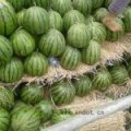 河南通许花皮无籽：孙营乡张铭硕