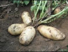 现有40亩荷兰十五土豆 价格1.5/斤