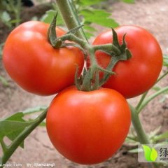 山东费县硬粉：薛庄镇侯如明