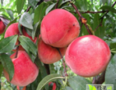 广西恭城黄桃种植2.7万亩 即将上市