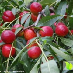 山东冠县中油5号现少量上市