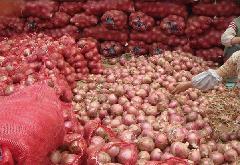 安丘大汶河山口红皮洋葱已经开始上市
