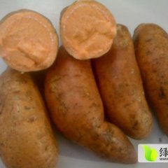 四川雁江眉山红薯 徐薯面积大