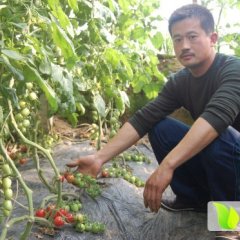 山东莘县千禧圣女果：东王庄魏艳蕊