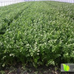 河南中牟上千亩大棚美国西芹正上市