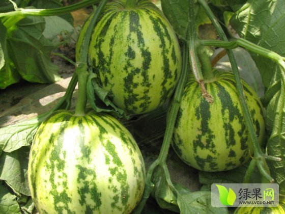 2014年山东莘县花蕾甜瓜基地价格