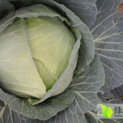 广东陆丰30亩平包甘蓝 清明后可收割