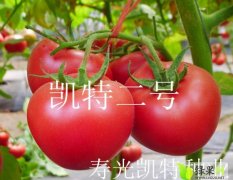 山东寿光凯特二号番茄种子