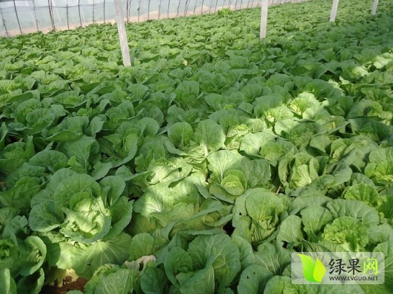 菊锦春白菜价格