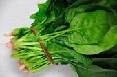 黑叶菠菜价格