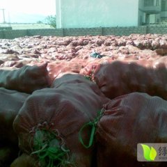 四川西昌紫皮洋葱：经久张建勇