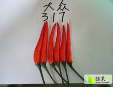 广西西乡塘供应大众317辣椒种子