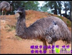湖南醴陵澳洲鸵鸟：浦口镇易水军