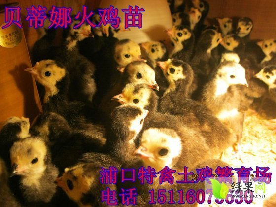 2014年湖南醴陵火鸡价格