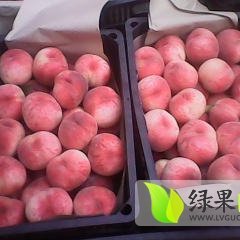 山东单县水蜜桃：终兴镇朱瑞东