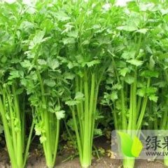 河南中牟法国皇后芹菜：官渡镇邱