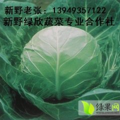 河南新野莲花白，大头菜、洋葱：