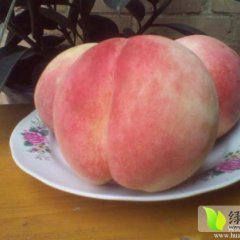 陕西大荔毛桃品种多，品质优