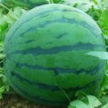 山东昌乐双星，京欣西瓜4.20上市
