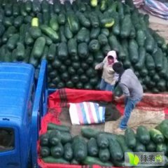 广西南宁市西乡塘子弹头黑皮冬瓜：坛洛