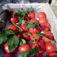 辽宁南票粉百利：金星镇李建雄