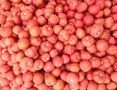 山东费县硬粉西红柿产量增加