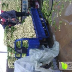 河南中牟法国皇后芹菜：官渡镇王