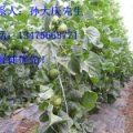 山东寒亭冰糖子：寒亭区孙大庆