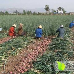 西昌红皮0.4黄皮0.3