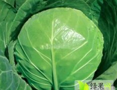 山东泗水中甘11甘蓝：中册镇杨玉同