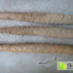 河北任县白玉山药：邢湾镇张春光