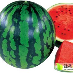 山东天桥301西瓜种子：杨庄东邱生