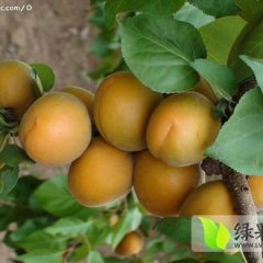 陕西大荔大棚金太阳杏4月份上市