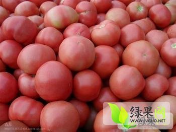 2015年山东郯城硬粉价格