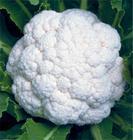 山东郯城雪玉菜花：红花镇苗跃进