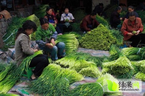 2014年河南淮阳手把苔价格
